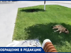 Собаки напали на женщину во время тренировки в центре Волжского