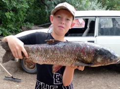 11-летний волжанин поймал белого амура «голыми руками»