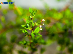 Мусор или удобрение? Какие продукты принесут пользу вашим грядкам