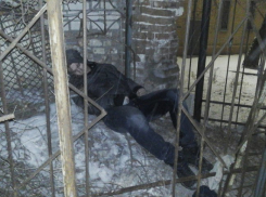 В Волгограде в новогоднюю ночь шпиц спас от верной гибели студента