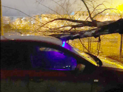 «Стекло разбито, капот помят»: в Волжском на машину упало дерево