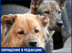 «На О. Зеленом бегает стая собак, за детей страшно»,- волжанка