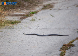 Когда змеи появятся на улицах Волжского и будут ли они ядовиты