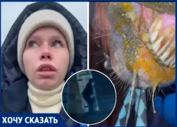 Мужчина в маске пробрался в конюшню и отравил животных кислотой в Волжском