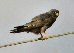 Волжан приглашают принять участие в конкурсе на лучшую презентацию о птице года 