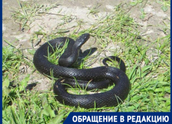 "Пришла на дачу, а под розой гадюка лежит,"- волжанка