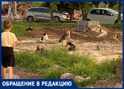Стая диких собак чуть не растерзала ребенка в центре Волжского