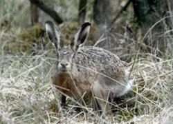 Под Волгоградом браконьеры, застрелившие двух зайцев, могут сесть на два года
