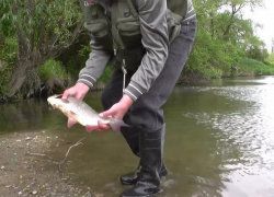 В Цимлянском водохранилище рыбак утонул при попытке перейти затон вброд