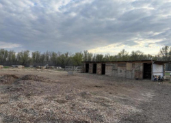 Лошади начали бояться людей: как в Волжском выхаживают животных после живодерских нападений