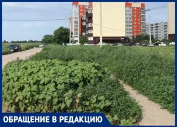Джунгли по-волжски: женщина рассказала о заросшем травой дворе в 38 микрорайоне