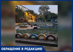 «Стая собак прижилась на детской площадке», - волжанка возмущена