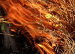 В Урюпинском районе бактерии стали причиной самовозгорания 5 тонн сена