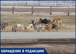 Огромная стая собак присвоила местность между школой и остановкой в Волжском