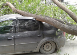 На машину волжанина свалилось дерево: водитель не может найти концов