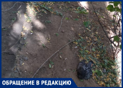 Мертвый голубь целый месяц лежит у подъезда многоквартирного дома в Волжском