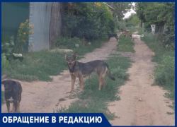 Стая бездомных собак держит в страхе улицу в СНТ в Волжском