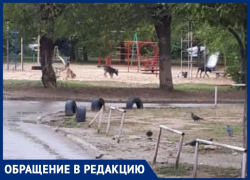 Стая собак разодрала кошек и напала на девушку с ребенком в Волжском