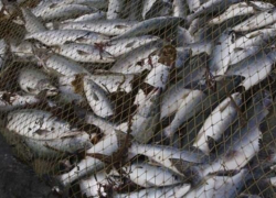 В Волгоградской области на месте преступления задержаны браконьеры 