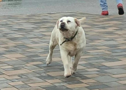 Старушка-лабрадора с травмой лапы пропала в Волжском