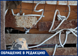 В Волжском коты умирают в запертом подвале 