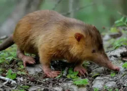 Под Волжским подсчитали краснокнижных выхухолей
