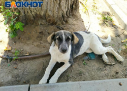 Домашний щенок поселился на остановке в Волжском