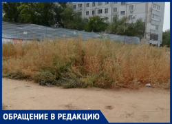 «Лебеда растет выше человеческого роста», - волжанка о зарослях травы