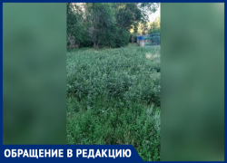 «Трава в пол метра, а управляющей компании плевать»: жители Волжского жалуются на заросший двор