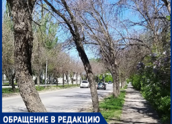 «Все ясени - сухие»: в Волжском появилась угроза вымирания деревьев