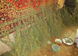 Волгоградец превратил свою квартиру в склад марихуаны