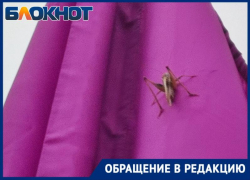 Волжанка заметила на улице города крупного кузнечика и приняла насекомого за саранчу