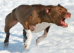 В Волгограде бойцовский пес загрыз пожилую домработницу