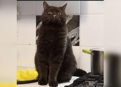 Внимание! Поиск кота! 
