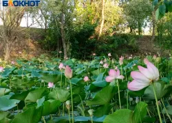Цветок, рожденный солнцем: где недалеко от Волжского можно увидеться краснокнижное растение, считающимся святым в Древнем Египте
