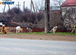 Администрация Волгограда заплатит 40 тысяч за укус ребенка бездомной собакой