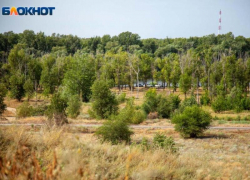 Человеческие кости обнаружили в лесопосадке в Волгоградской области