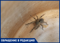 Огромный тарантул залез в сарай в Волжском: паук перепугал жителей