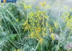 У владельцев дач в Волжском начнут изымать заброшенные участки