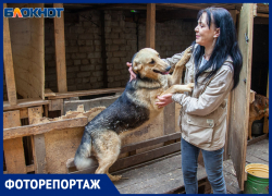 Приюты, усыпление или стерилизация: как Волжский решит проблему с нападениями собак на жителей