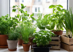 Огород на подоконнике: какая зелень украсит дом и защитит цветы