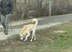 В Волжском собаки могут гадить на детских площадок без последствий