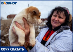 О помощи с бездомными собаками просят жители Волжского и Ахтубы