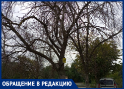 «Дерево скоро рухнет на голову покупателей», - волжанин о сухостое при входе в магазин
