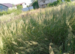 «Боимся нового пожара»: дачники СНТ «Цветущий сад» просят скосить сухую траву