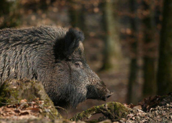 В Средней Ахтубе браконьер попался, пока свежевал дикого кабана