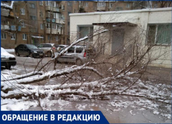 Упавшее дерево среди двора сняли на видео жители Волжского