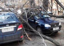 Сильнейший ветер повалил деревья в Волгограде: пострадали десятки автомобилей