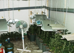 Волгоградец организовал в квартире настоящий ботанический сад с коноплей