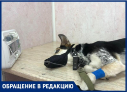 «После передержки вернули собаку покусанную и с ранами»-, волжанка рассказала о происшествии с животным